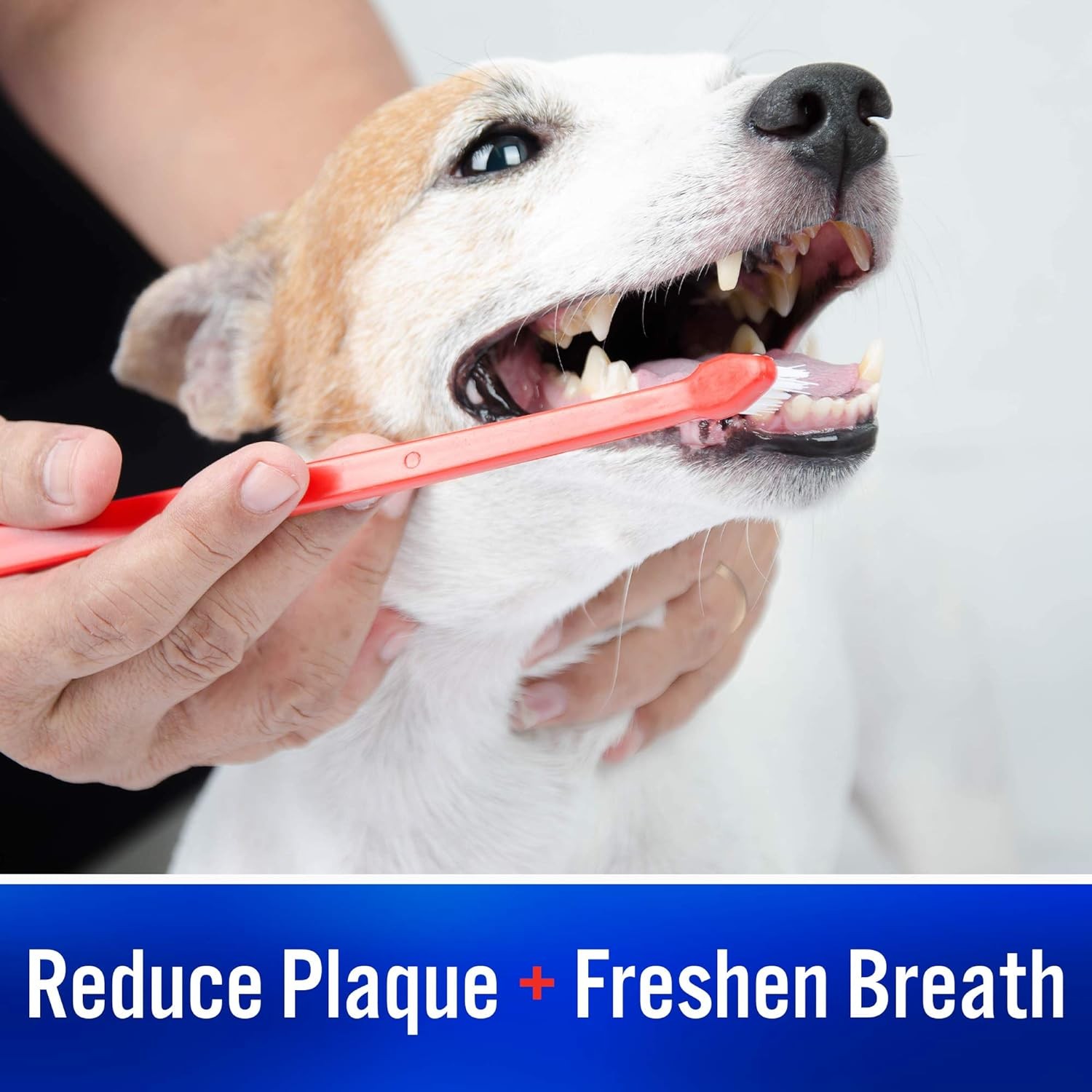 Virbac C.E.T. Enzymatic Toothpaste, Tartar Control, Beef Flavor, 2.5 oz